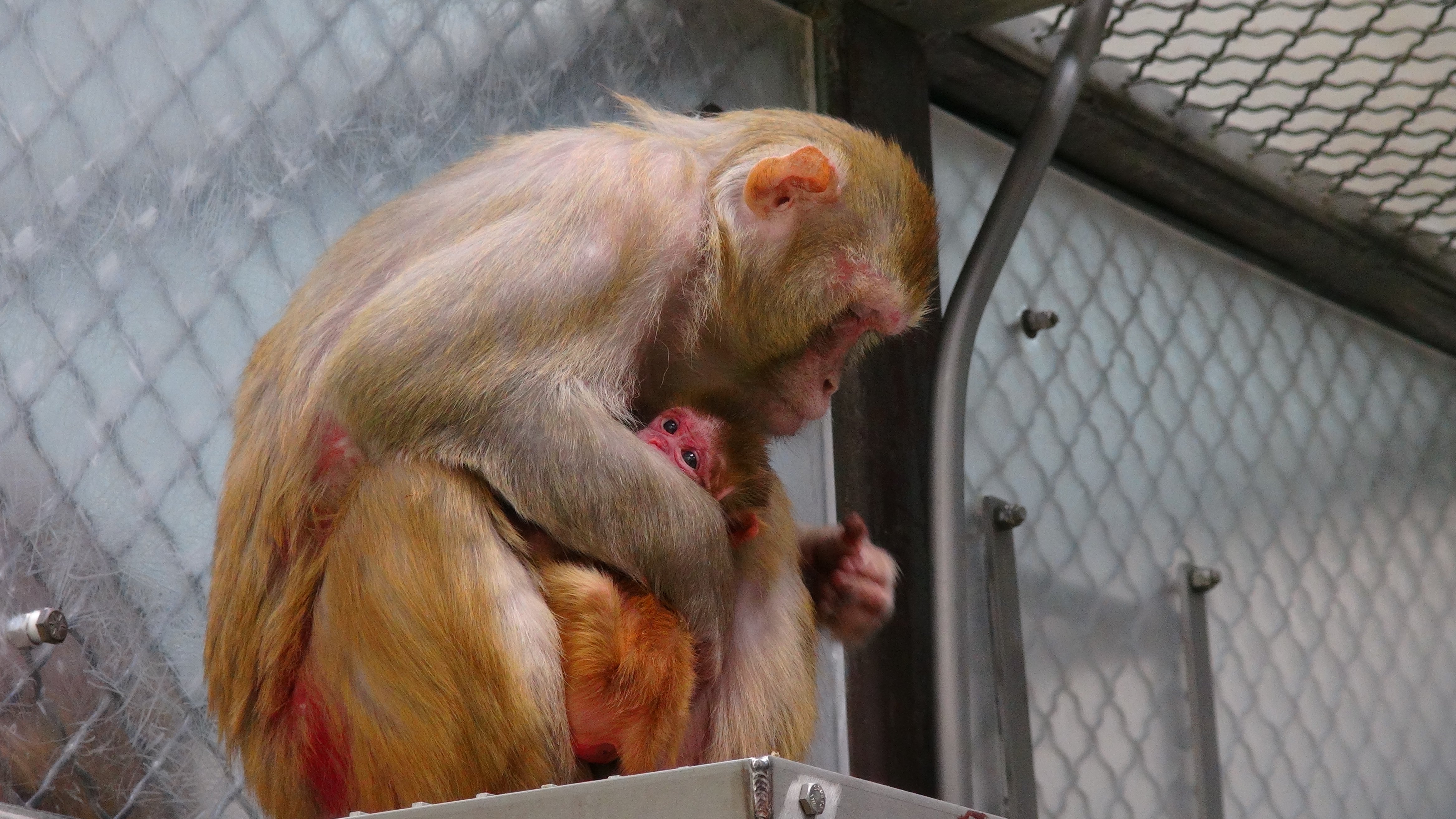 Harvard University research on monkeys sparks outrage from