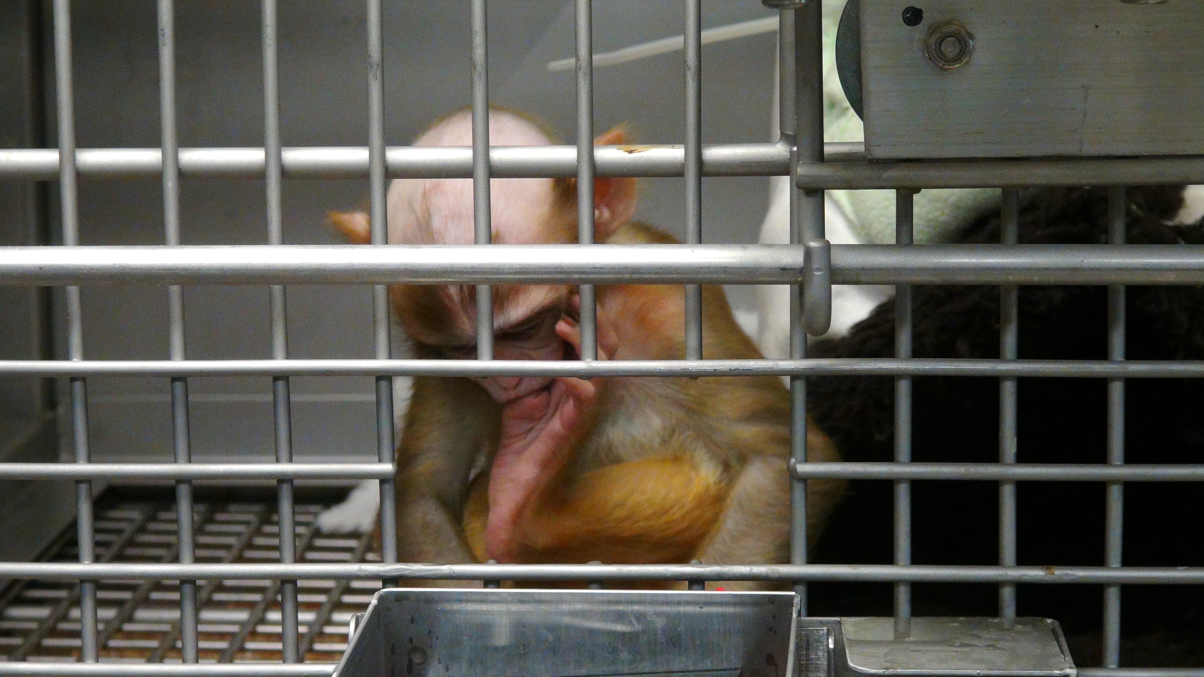A baby monkey at Harvard suckling on their foot while sitting in a cage.