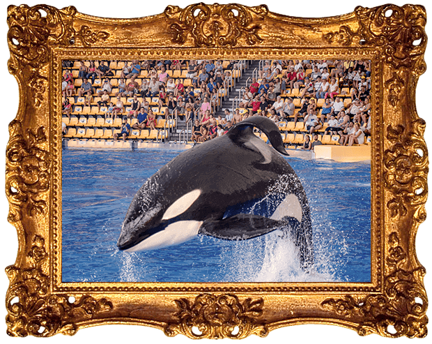 ENT Kohana Stock Orca Gold frame Pexels NC VS 1 ‘The Day of the Dead’: Animals Who Died at Marine Parks