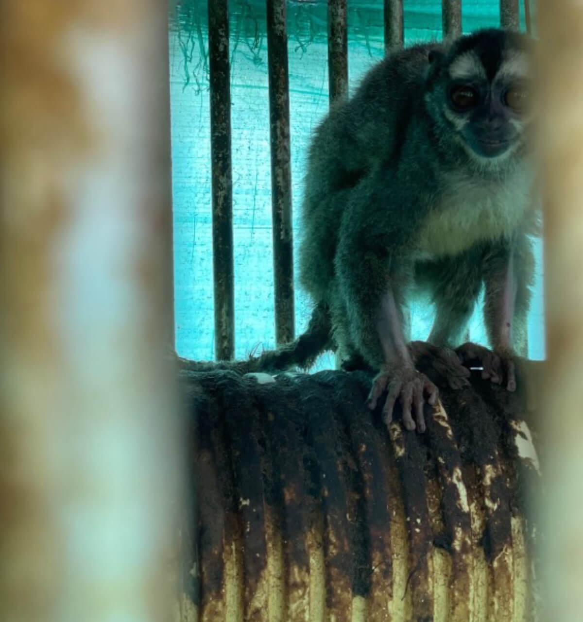 VIV Colombia Fundacion Centro de Primates FUCEP Aotus monkey with missing forearm hair perched on top of a corrugated pipe nest soiled with feces PO VS Colombian Organizations Sell Dubious "Science"