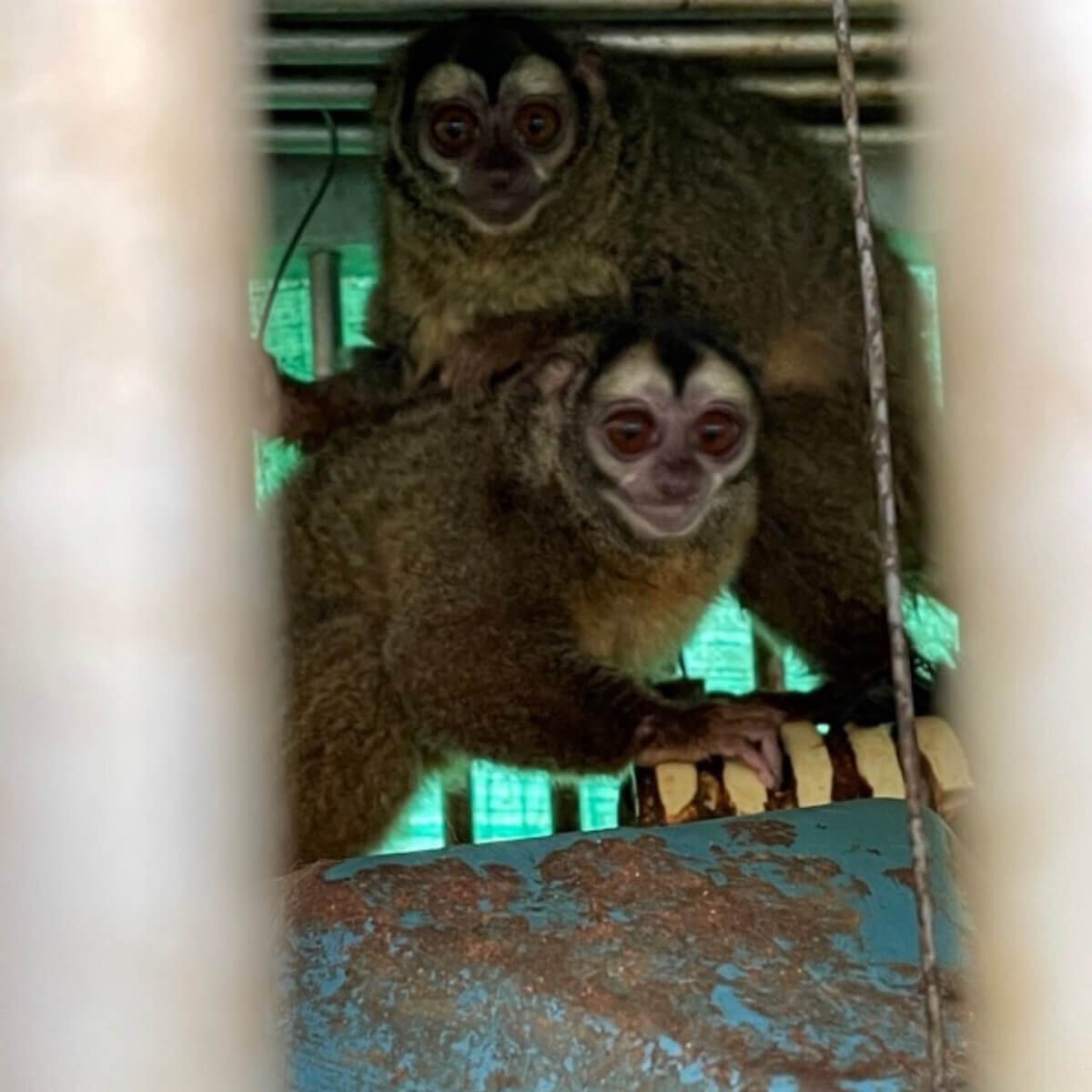 https://headlines.peta.org/wp-content/uploads/2022/11/VIV-Colombia-Fundacion-Centro-de-Primates-FUCEP-Aotus-monkeys-on-a-soiled-corrugated-pipe-nest-beside-another-feces-caked-nests-PO-VS-e1668634991928.jpg