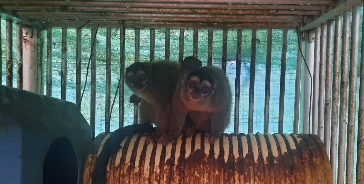 https://headlines.peta.org/wp-content/uploads/2022/11/VIV-Colombia-Fundacion-Centro-de-Primates-FUCEP-Aotus-monkeys-on-top-of-a-corrugated-pipe-nest-covered-with-feces-public-records-request-VS-e1668705503238.jpg