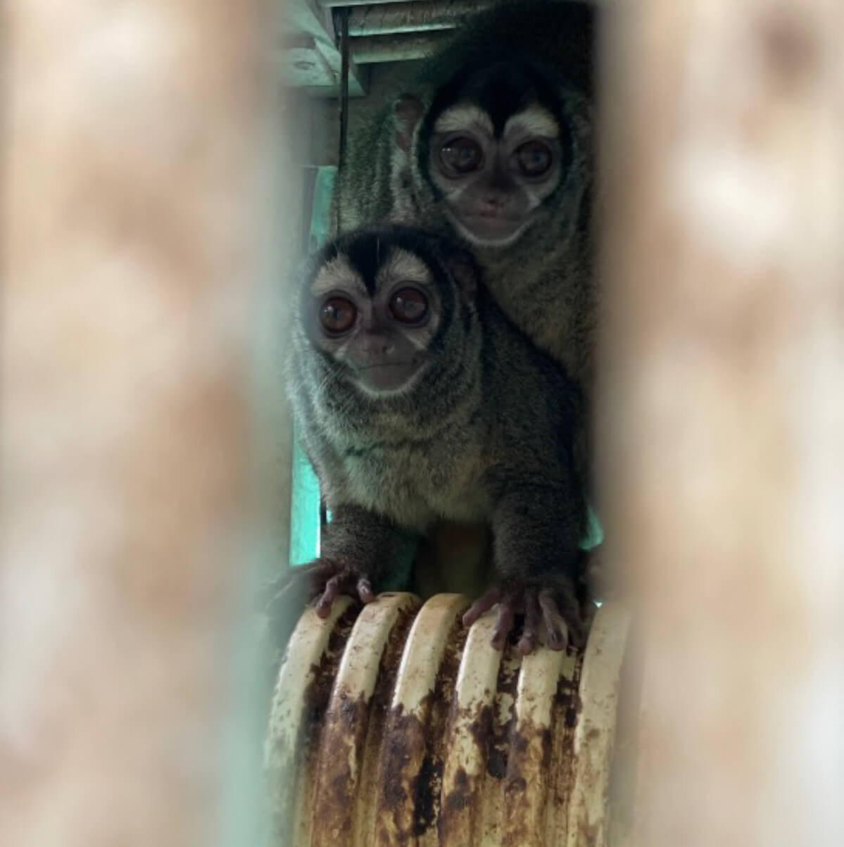 https://headlines.peta.org/wp-content/uploads/2022/11/VIV-Colombia-Fundacion-Centro-de-Primates-FUCEP-Aotus-monkeys-on-top-of-a-soiled-corrugated-pipe-serving-as-a-nest-PO-VS.jpg