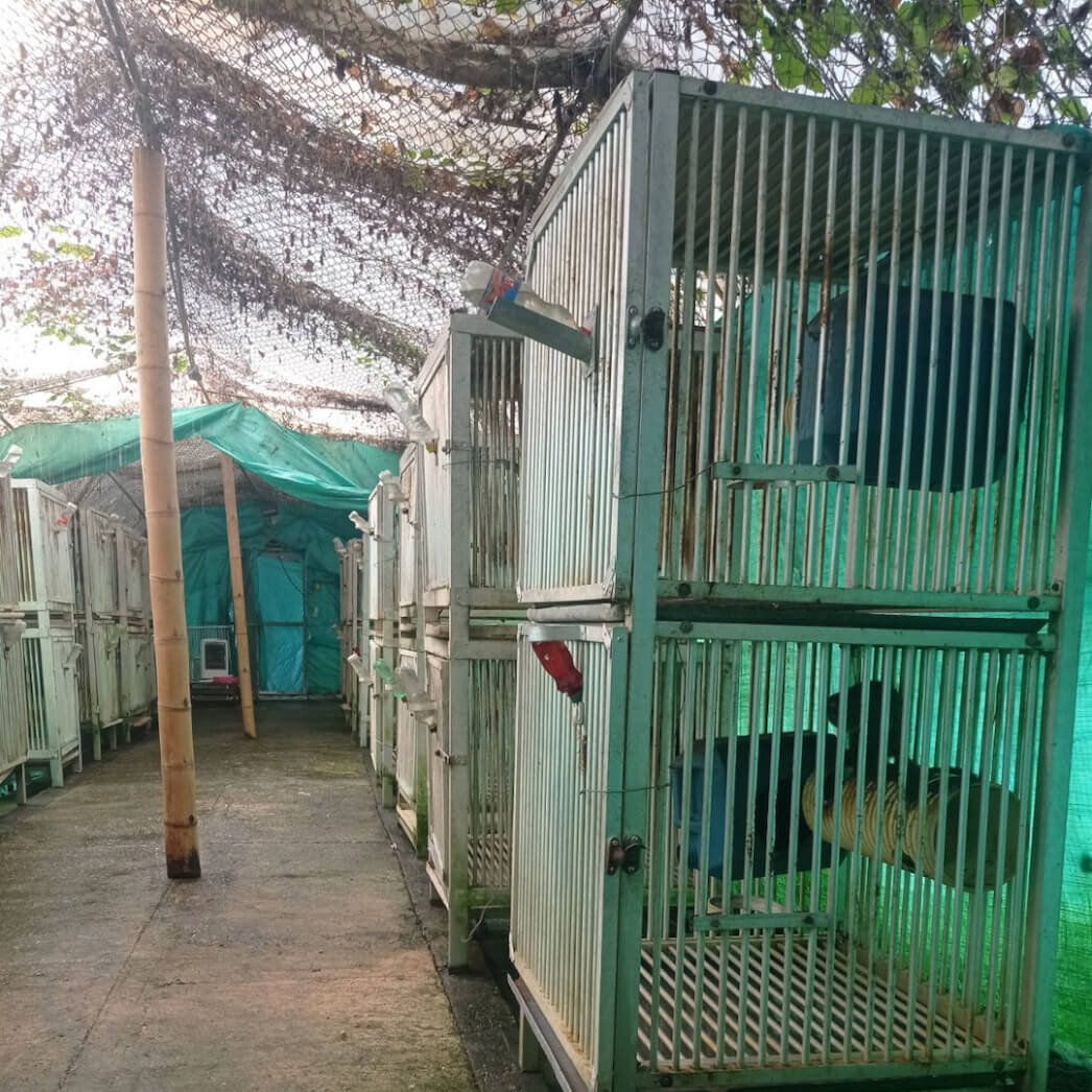 https://headlines.peta.org/wp-content/uploads/2022/11/VIV-Colombian-Fundacion-Centro-de-Primates-FUCEP-Dirty-cages-on-a-concrete-floor-covered-with-black-and-green-mold-monkeys-PO-VS-e1668631564274.jpg