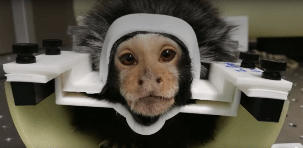 Marmosets Die, UMass Experimenter Collects Millions | PETA