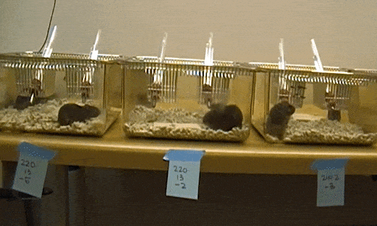 OHSU getting voles drunk in plastic containers.