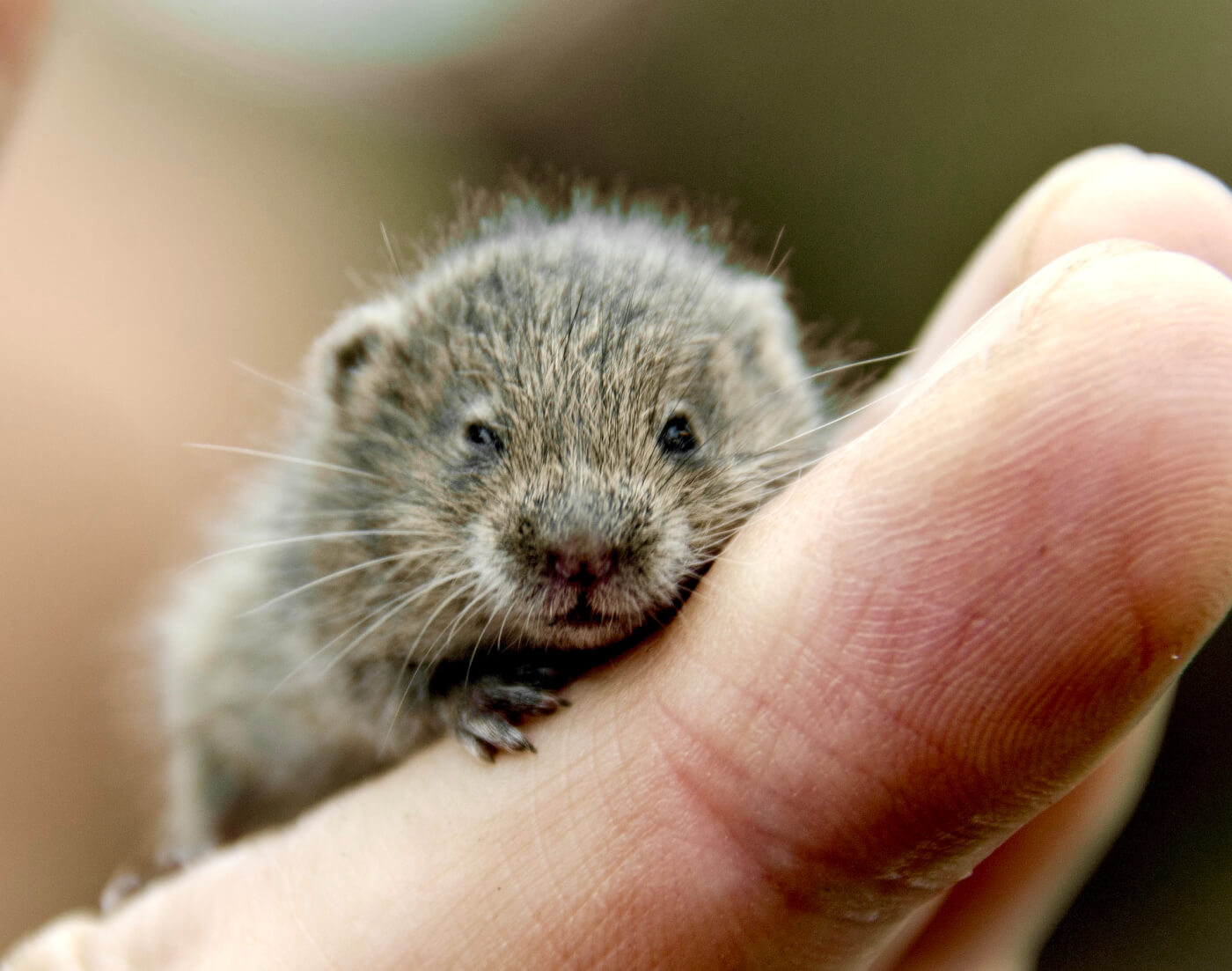 VIV Vole Held in Hand Pixabay NC VS OHSU Repeatedly Lied to Cover Up Drunken Vole Videos