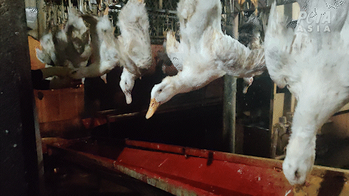 birds in the down industry are killed in a slaughterhouse