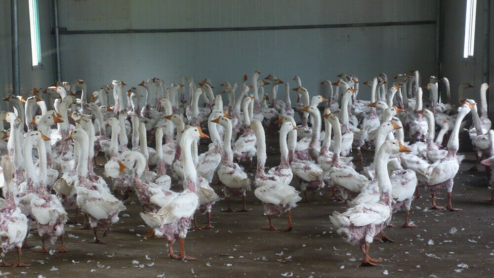 Goose down store feathers for sale