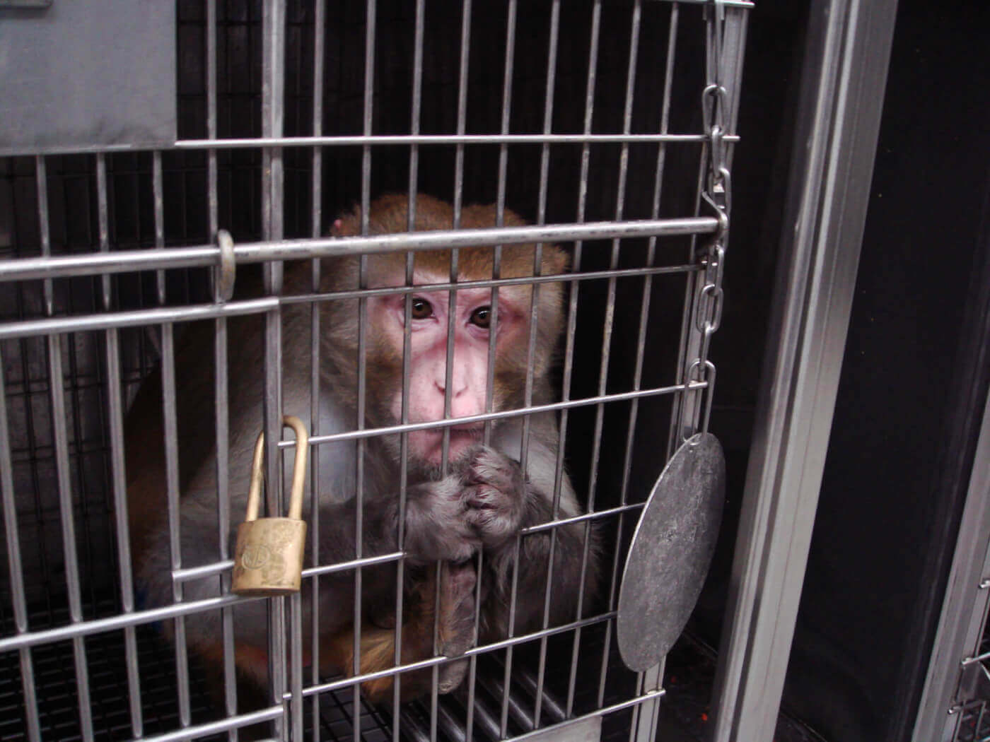 Milo the monkey caged