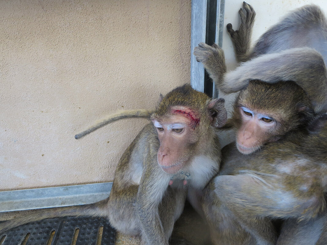 An injury on a monkey's head after he was knocked out by a worker
