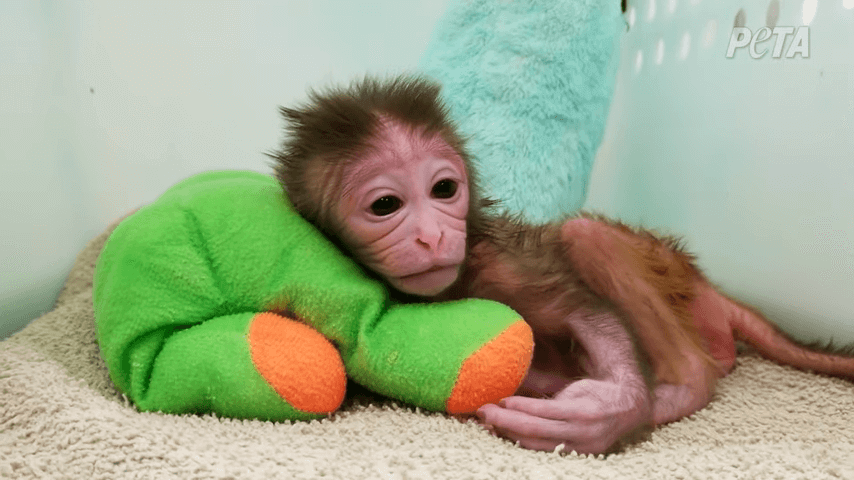 A baby monkey rests on a stuffed animal
