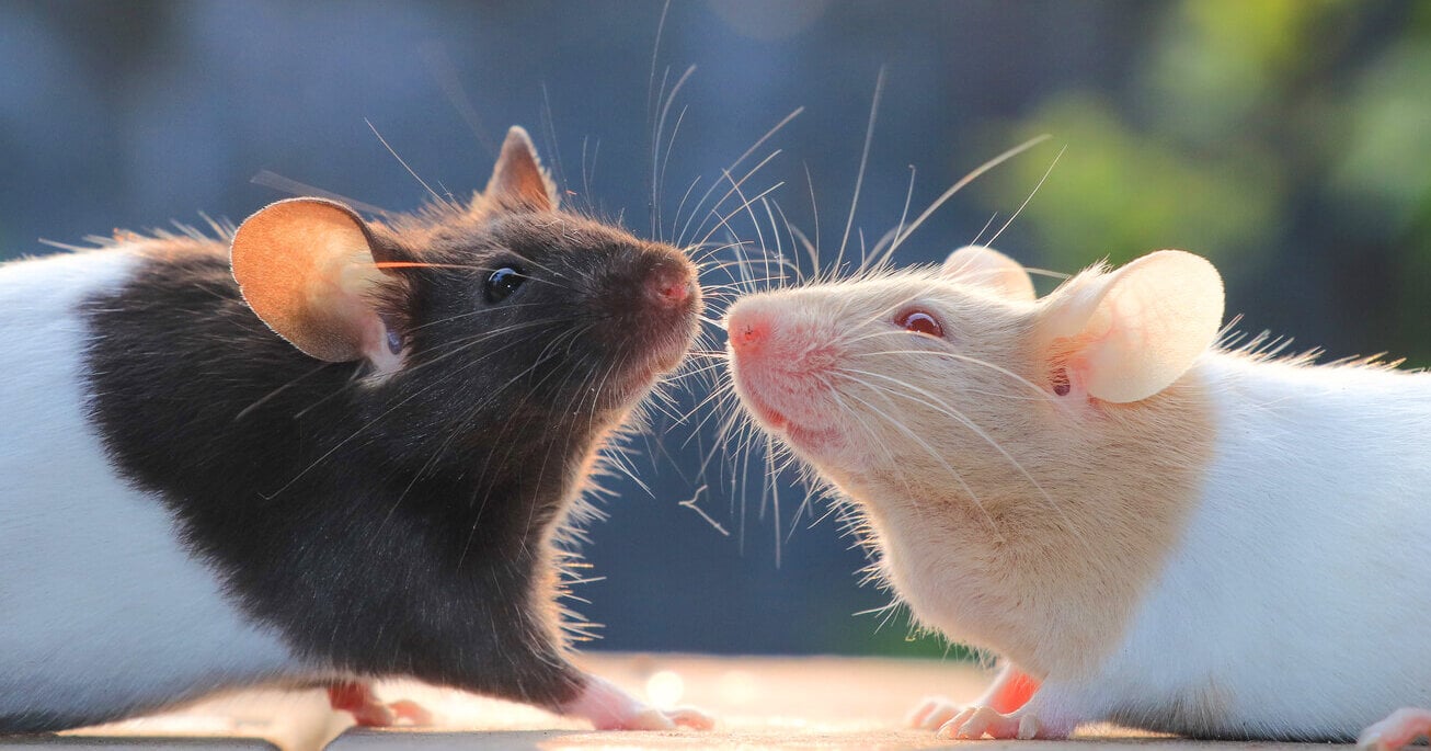 VIV Mice Mouse Rats iStock NeedsCredit Prosun Paul VS e1677271618772 Victory! PETA Sways Medical Charities to Ban Animal Tests