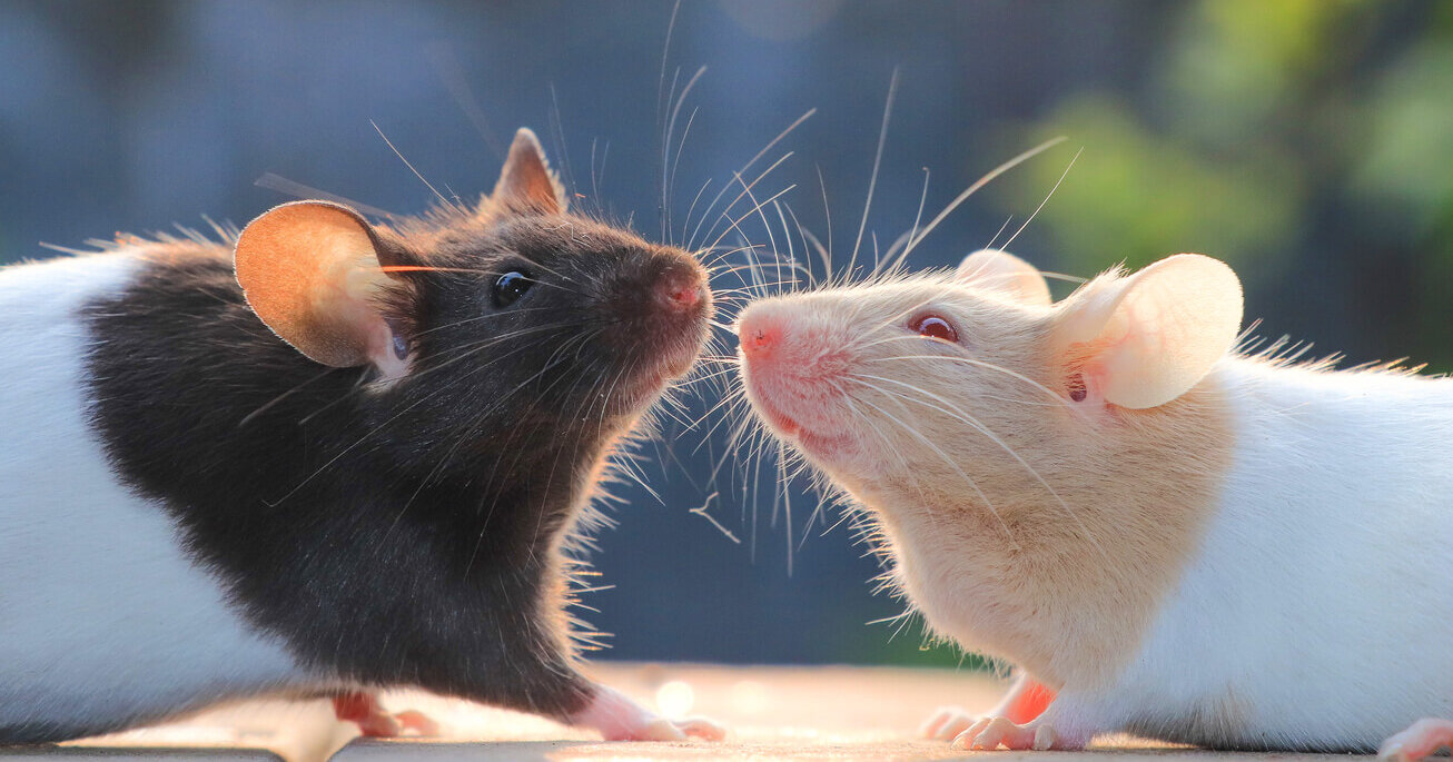 2 mice looking at each other