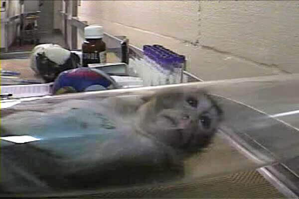 A monkey inside a restraint tube at Covance