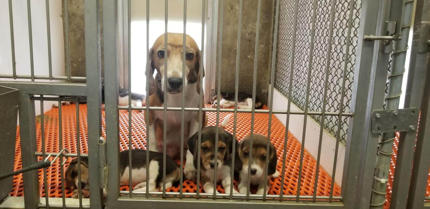 A sad mother and her puppies at Envigo