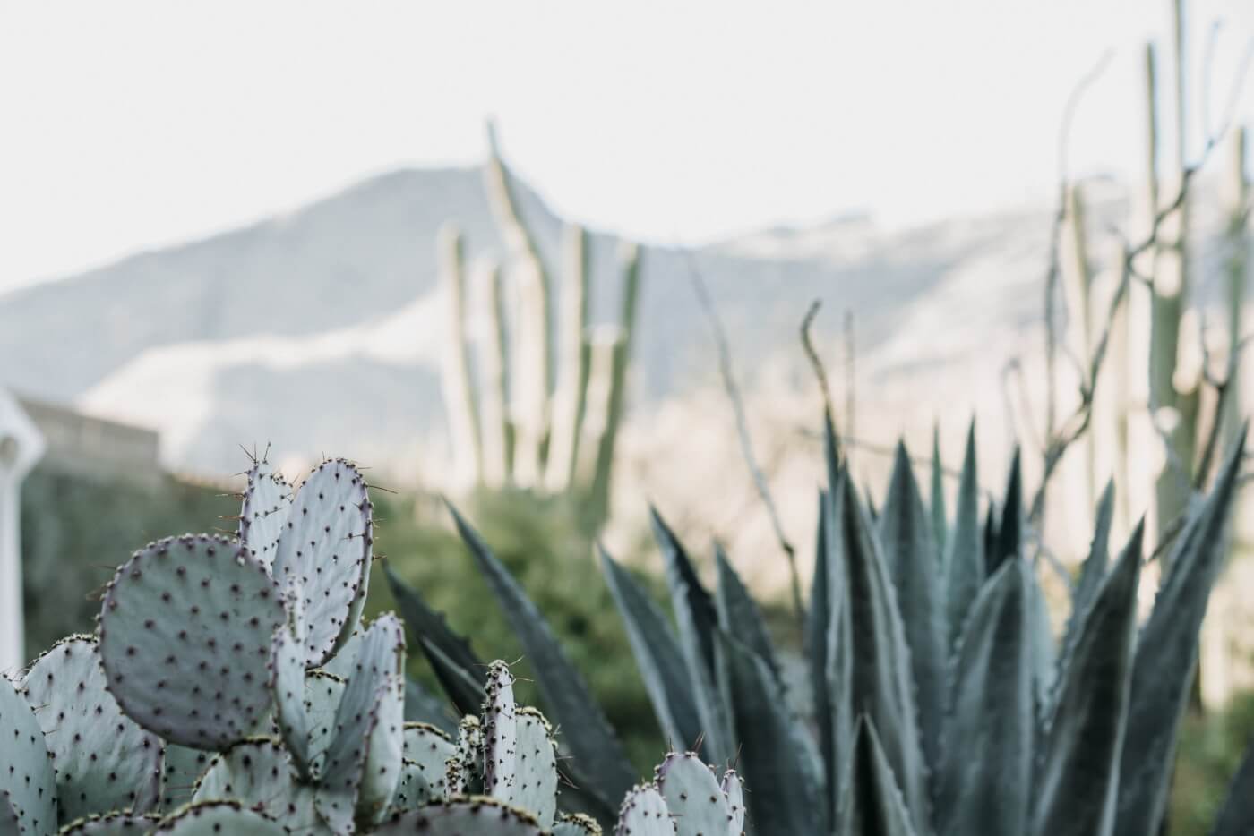 A pale green and blue landscape filled with cacti and succulents