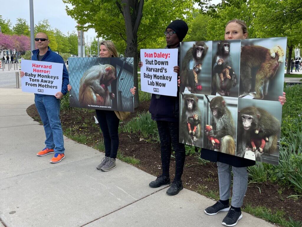 Four demonstrators stand outside with signs featuring photos of monkeys. Sign text reads "Harvard Horror: Baby monkeys torn away from mothers" and "Dean Daley: Shut Down Harvard's Baby Monkey Lab Now"