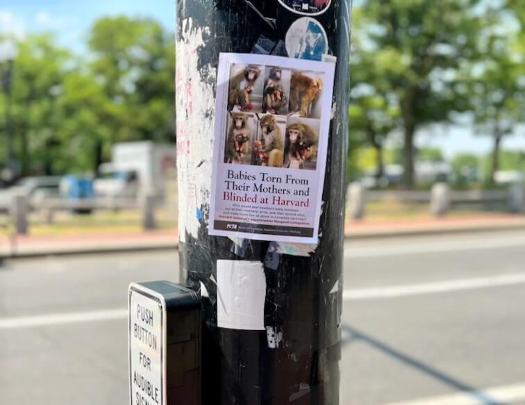 Flyer taped onto a street sign pole with photos from the Harvard monkey experiments. The main header is legible and reads 'babies torn from their mothers and blinded at harvard'