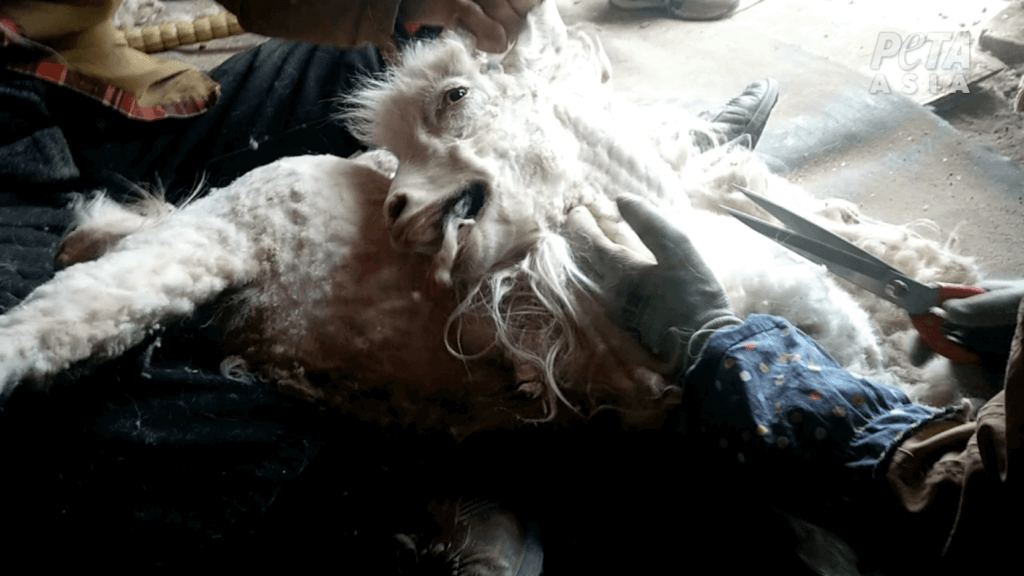 shearing of cashmere goat