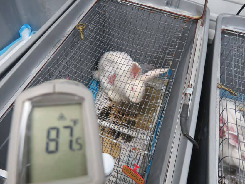 Filthy cage with housing a white rabbit with a sore on their side. Feces carpet the cage floor. A read out thermometer pointed towards the cage shows a reaing of 87.5 Fahrenheit