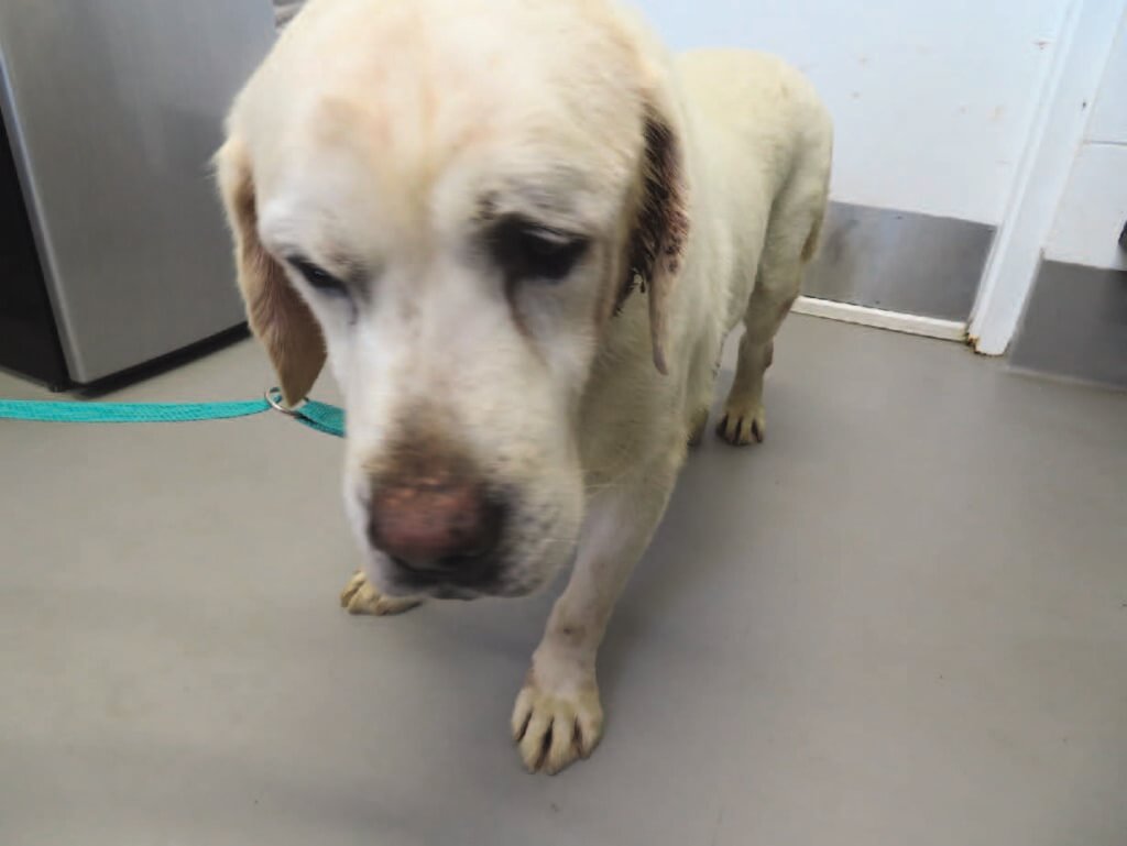 Yellow lab with filthy ears and pressure sores on paws