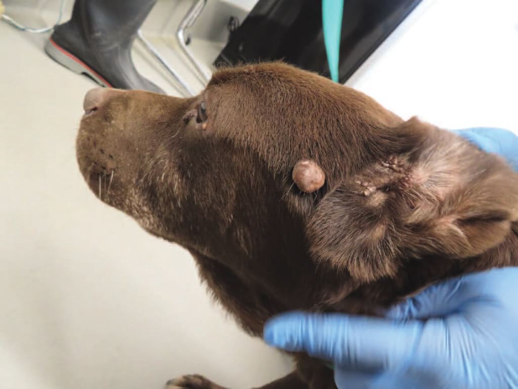 Chocolate lab with a large growth under their ear