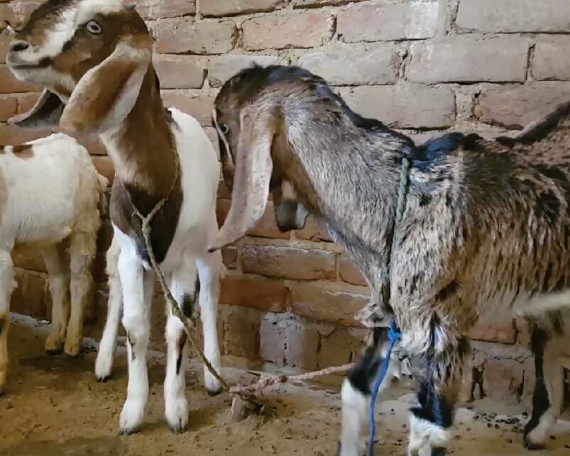 goats tied up with very short rope