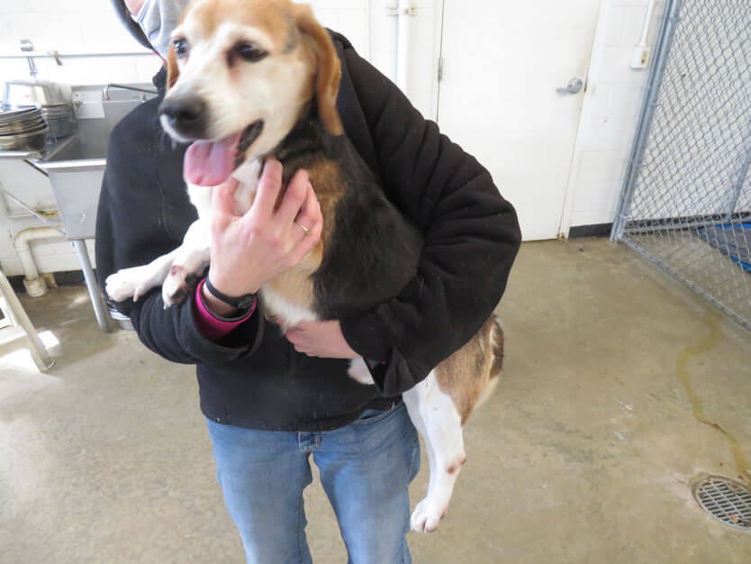 Beagle being held by someone