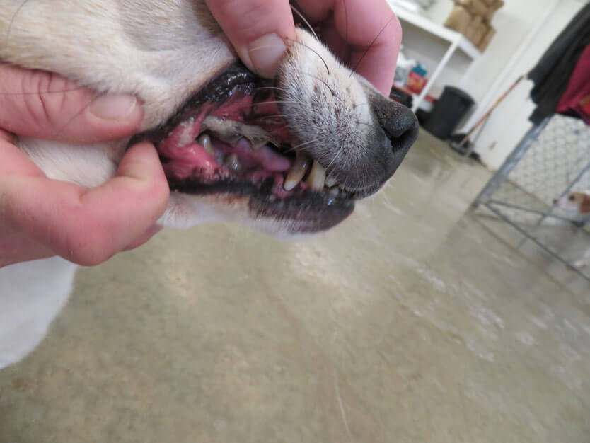 A person holding up a dog's upper lip to show poor dental condition