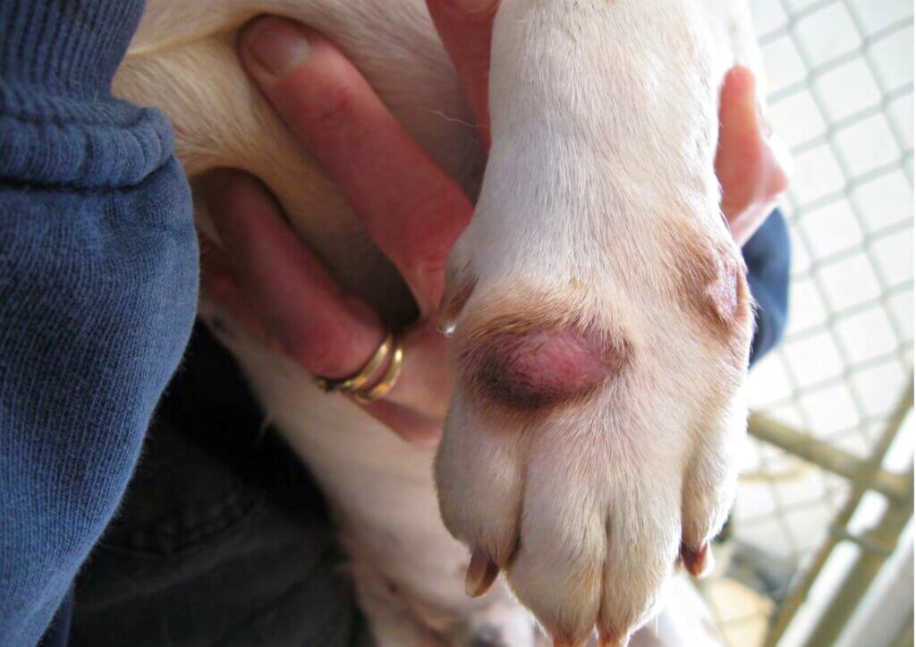 Paw with large boil like growth