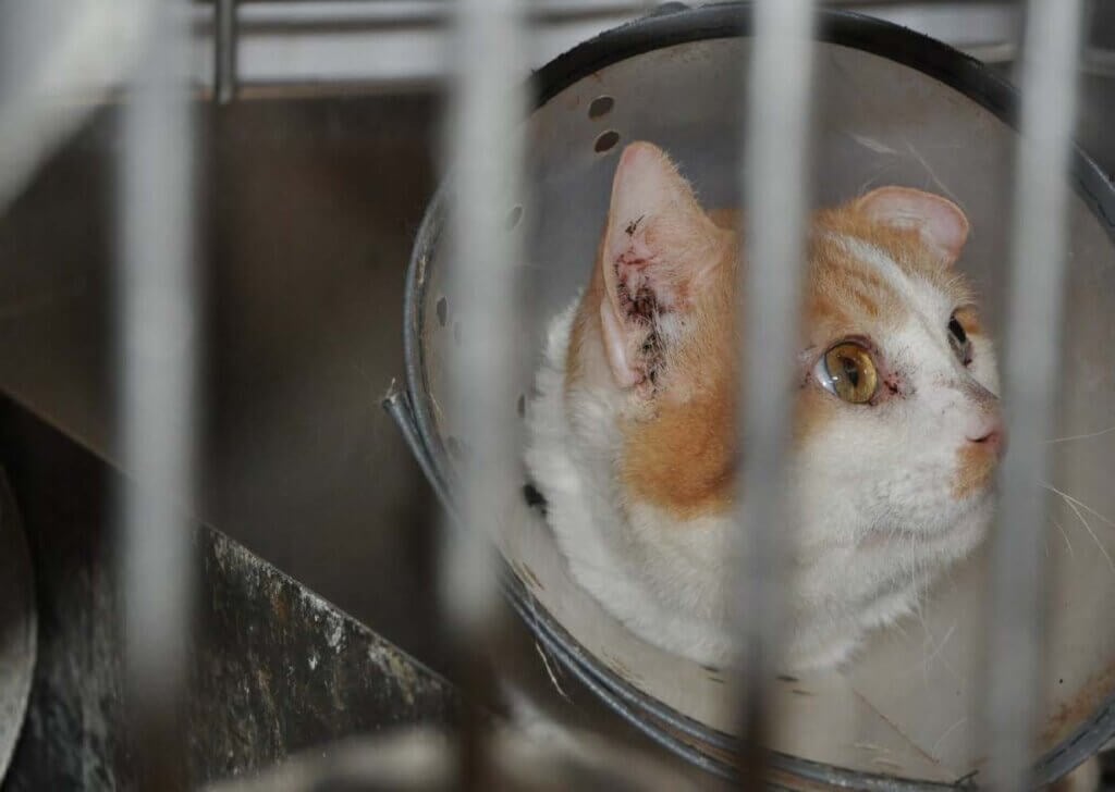 Cat in cage wearing an e collar