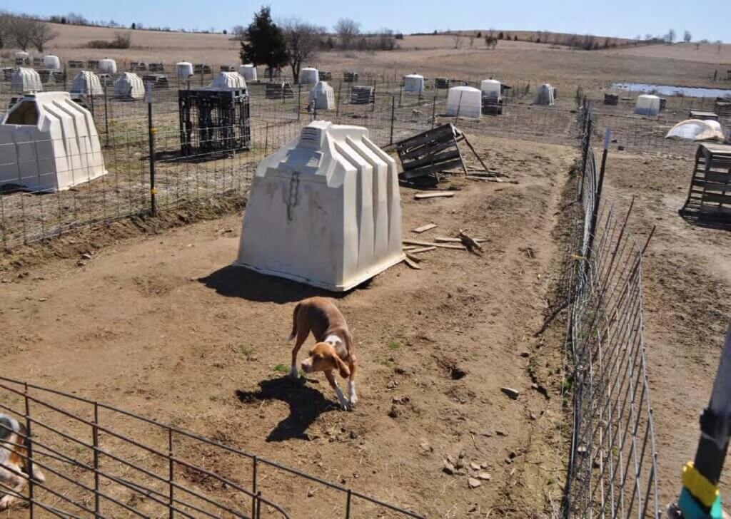 Outdoor photo showing many plastic dog houses and small outdoor runs. The dog houses are the only shelter available.