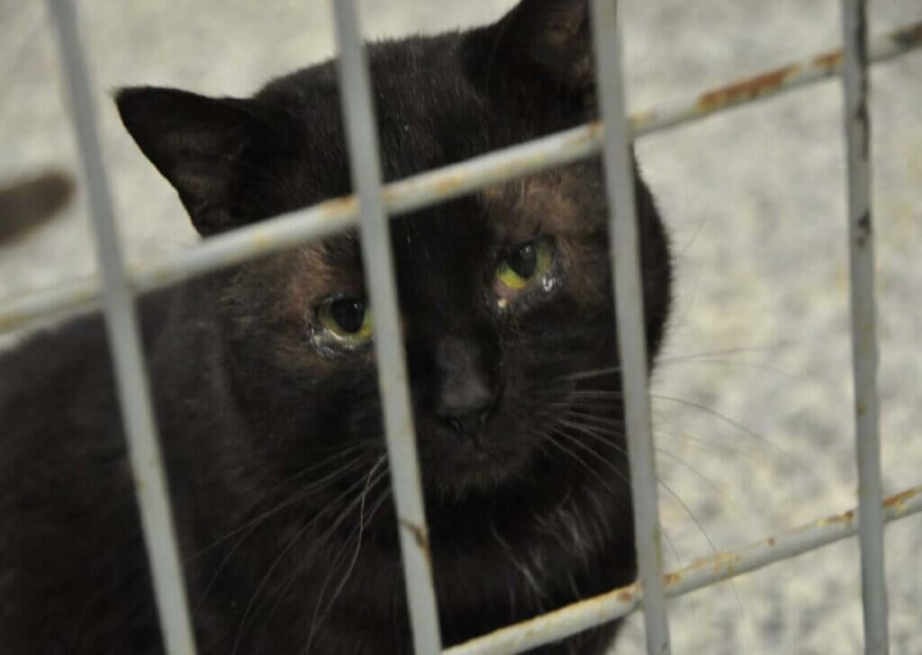 black cat looking at the camera with clear discharge around their eyes