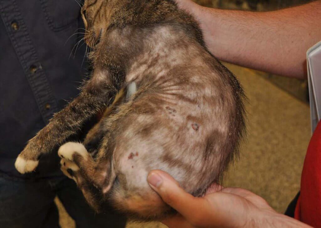 Cat with bald patches and sores on their skin