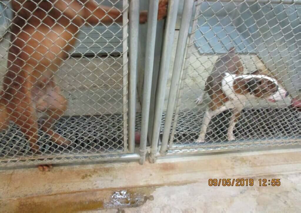 Two dogs in side by side kennels.