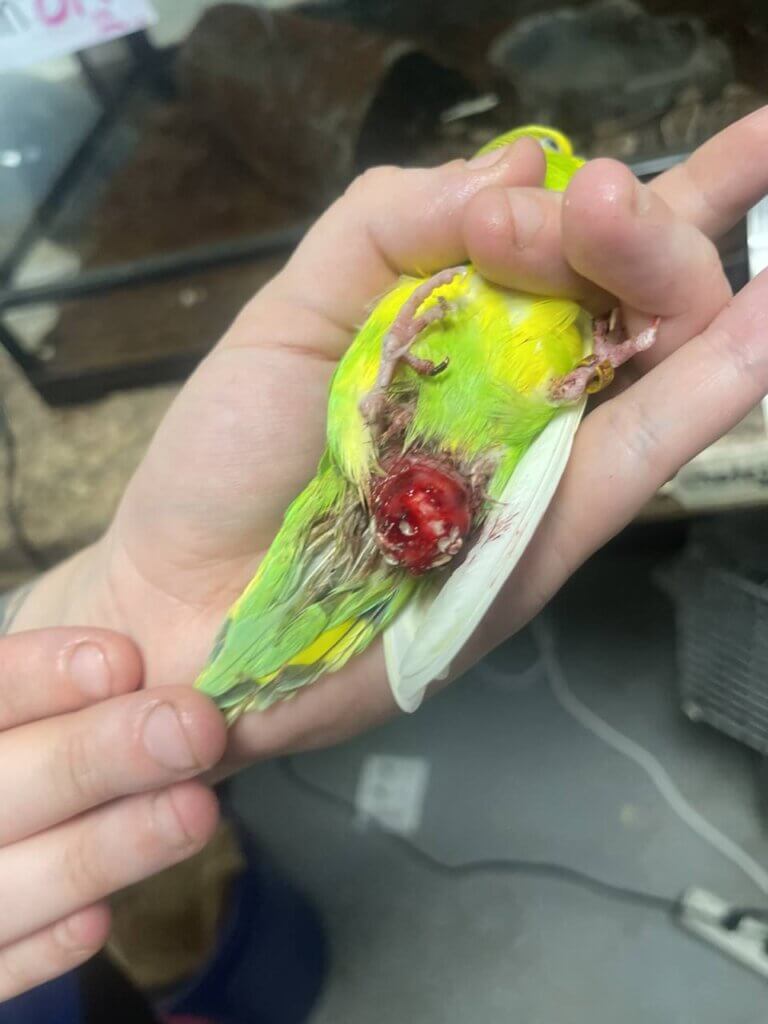 https://headlines.peta.org/wp-content/uploads/2023/07/20221108_eggbound-budgie-768x1024.jpg