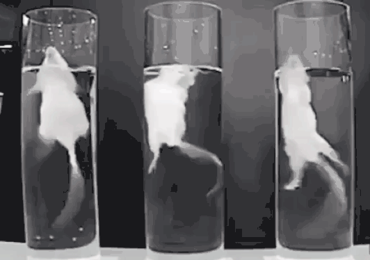 Three beakers all filled with water and a white mouse in each, struggling to swim and keep their heads above water during the cruel forced swim test.