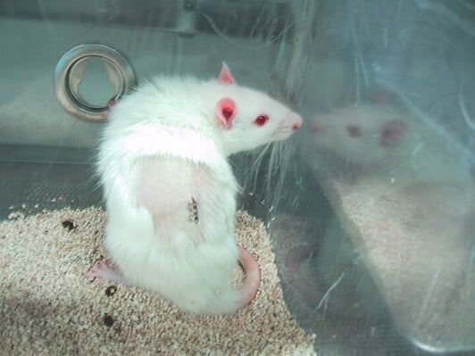 white rat in cage with incision on back