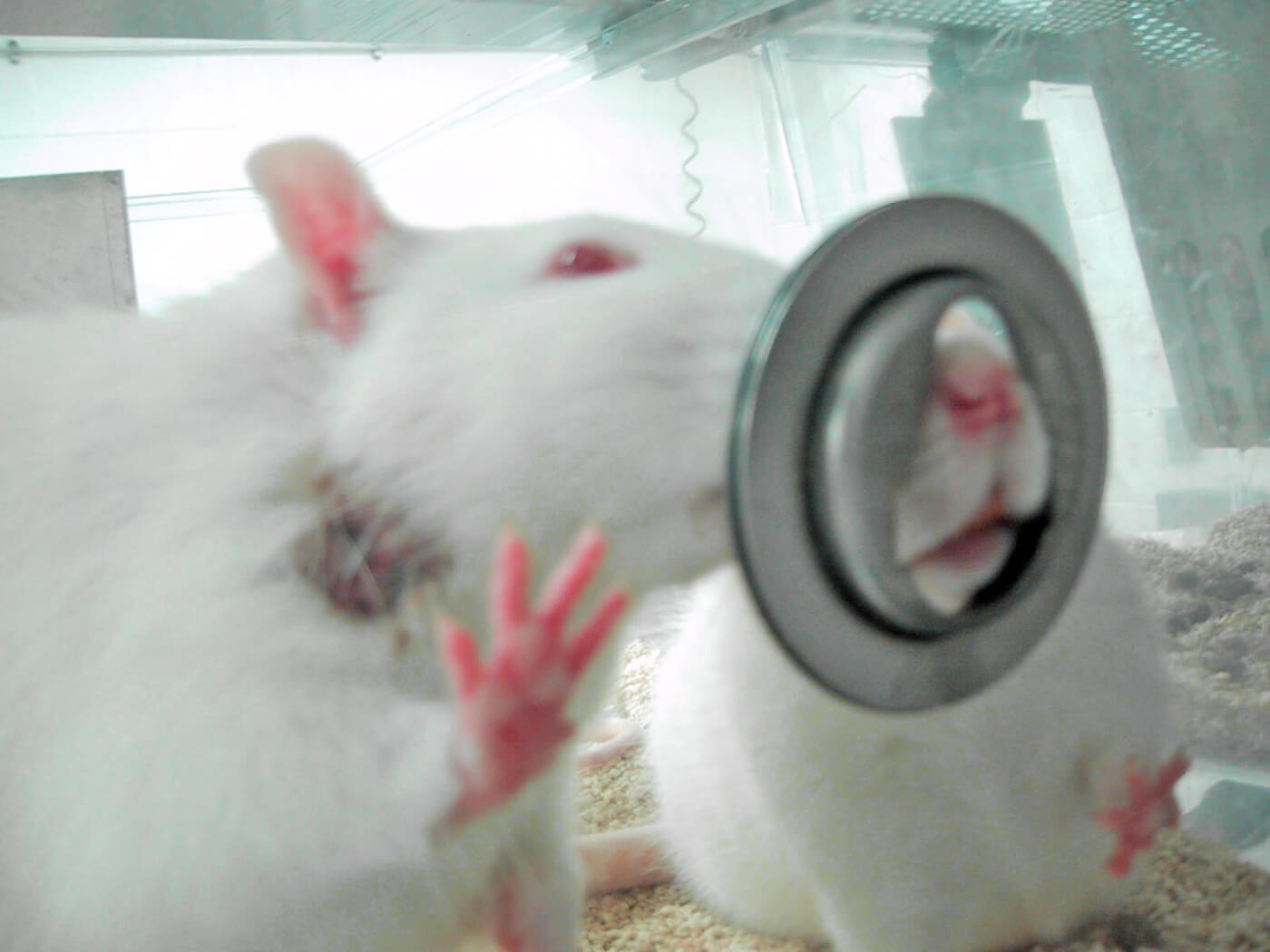 Two white rats in a clear tank push their noses through a small opening