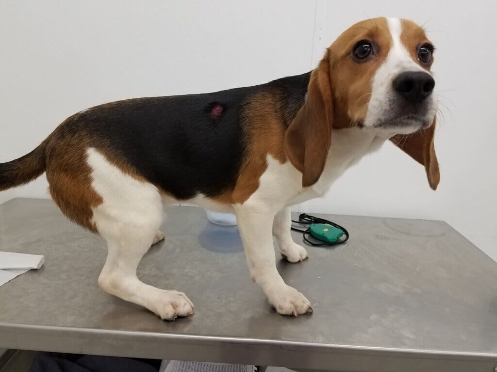 beagle with a sore on their side