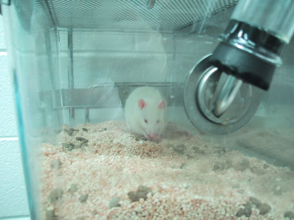 white mouse in a box