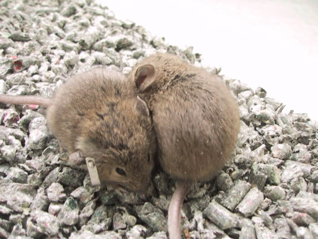 two brown mice, one with an ear tag, huddled together