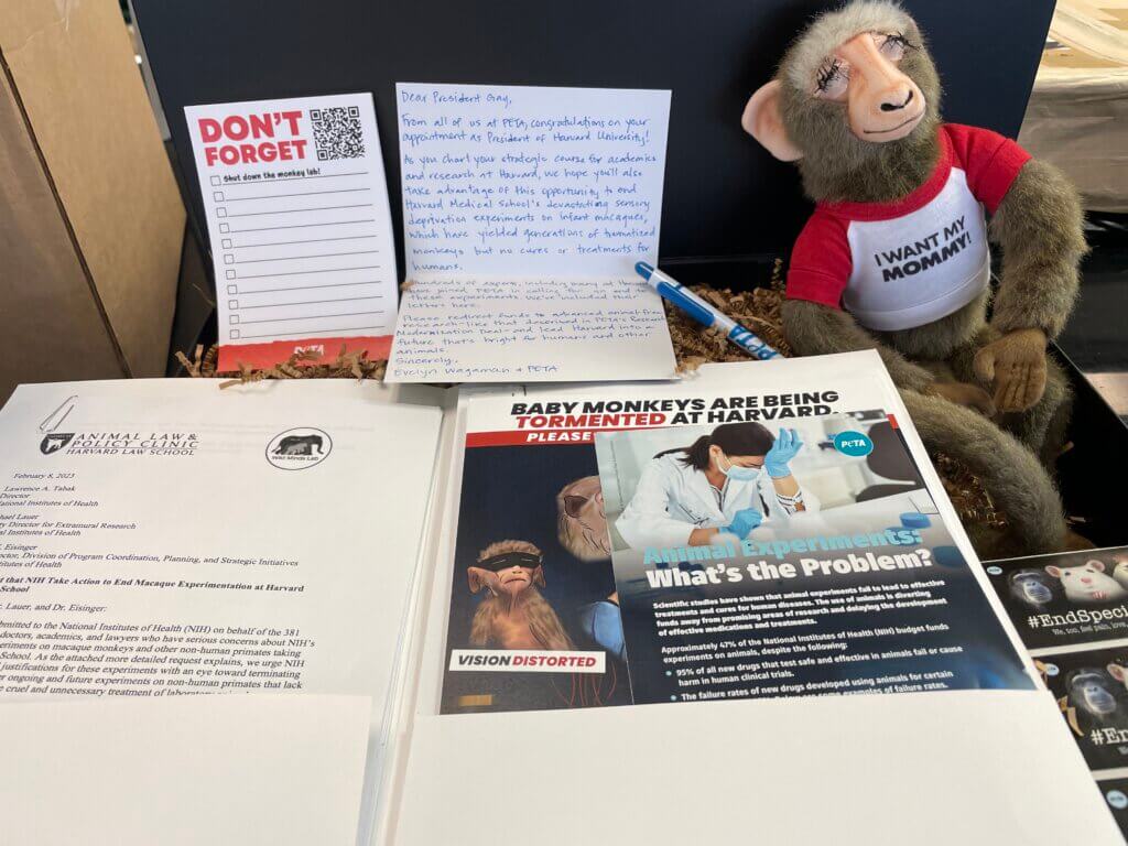 Package of letters and PETA materials with a plush monkey arranged in a box
