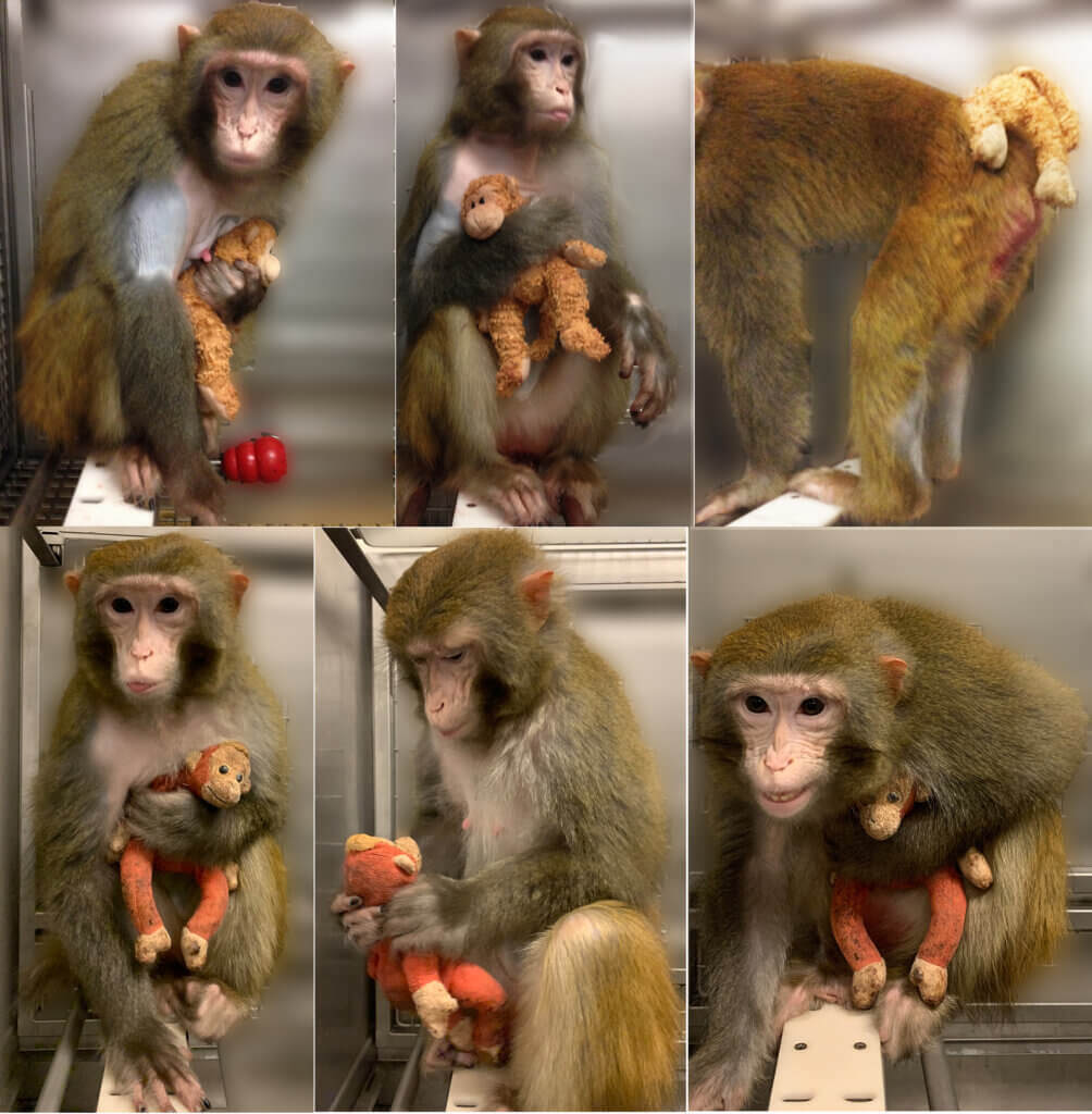 Various photos of a mother monkey handling a beanie baby toy