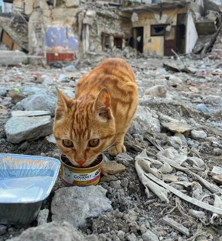 Robin the cat gets fed and rescued from rubble