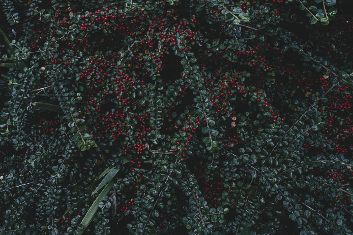 Macro photo of a berry bush