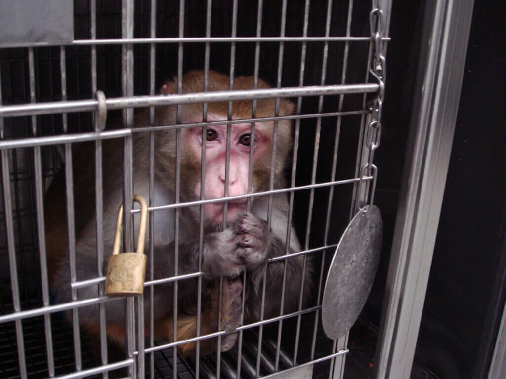 monkey holding onto the bars of his cage