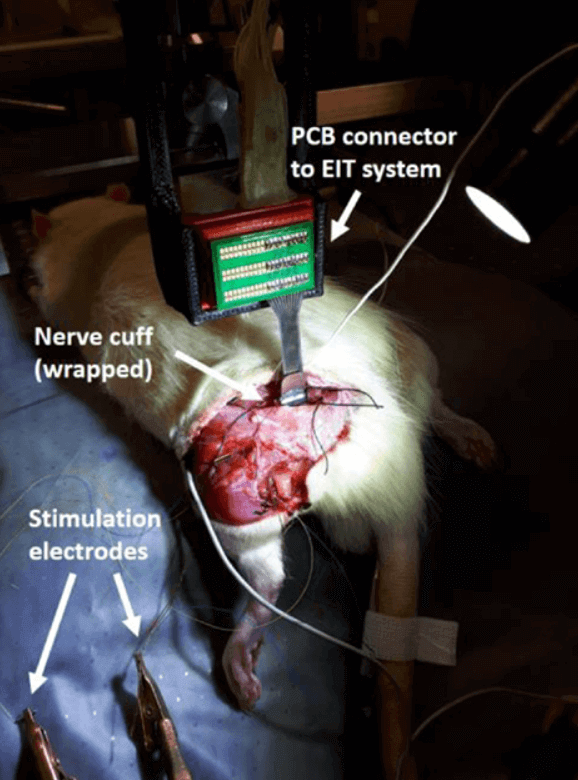 A rat on an operating table was cut open, with his sciatic nerve exposed and electrodes implanted on it, in a foreign lab funded by NIH.