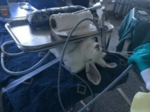 A rabbit is on an operating table in a foreign lab funded by NIH before experimenters exposed their larynx and cut their vocal cords.